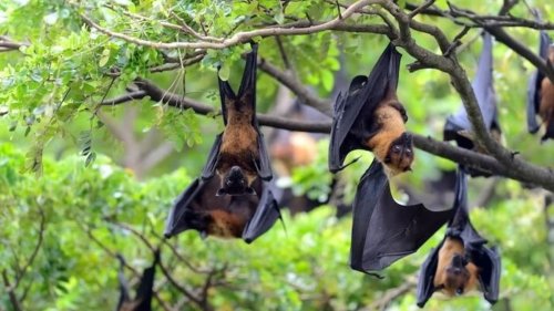 New study reveals how bats evolved to avoid cancer