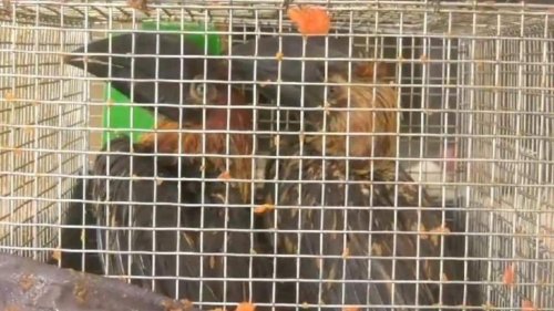 52 Indonesian wildlife species rescued near Assam-Mizoram border, 2 held: Police