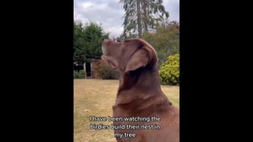 This cute pet dog sees how birds make a nest and 'makes' one for itself. Watch
