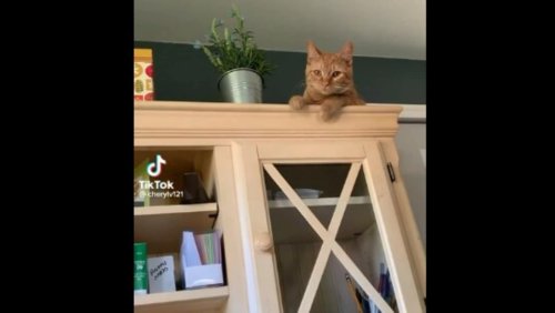 Cat stares at human before knocking off flower pot kept on top of a shelf. Watch