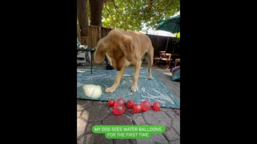 Golden Retriever dog sees water balloons for the first time. Watch how he reacts