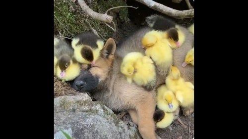 Video of puppy and ducklings relaxing together in the woods goes viral. Watch