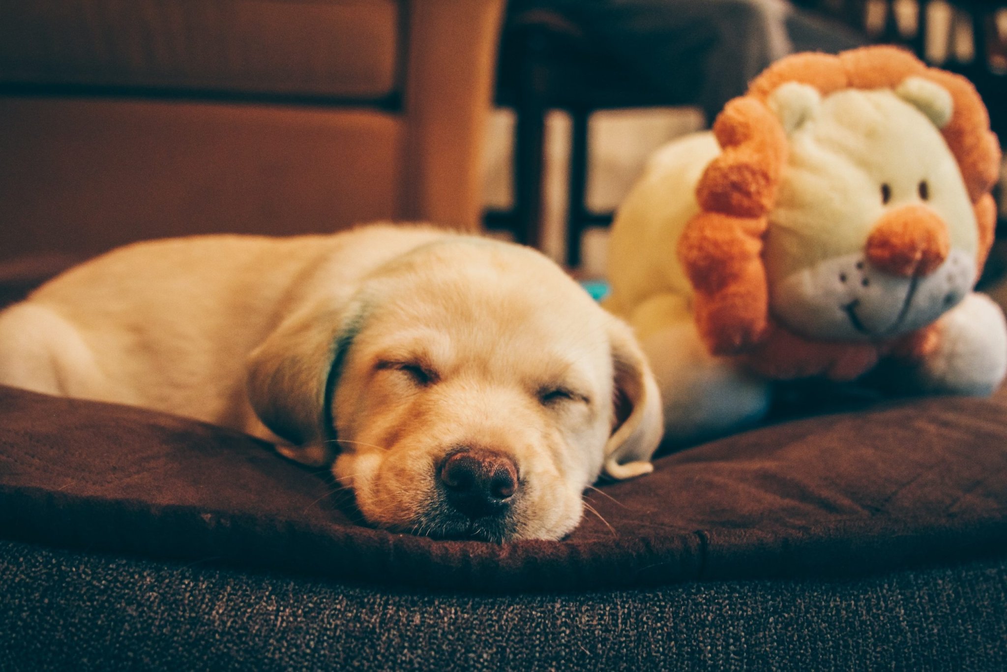 Qué son las mantas refrescantes: la cama perfecta para tus mascotas en verano