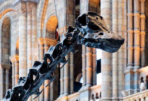 10 Facts About Dippy the Dinosaur