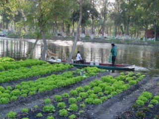 Aztec Agriculture: Floating Farms Fed the People - History