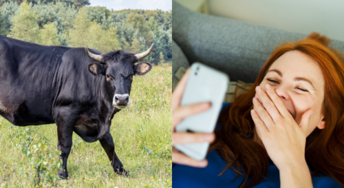 What do you call a sleeping bull? Joke will crack you up | Flipboard