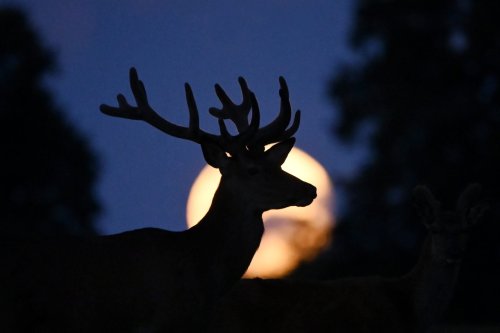 spiritual-meaning-of-full-buck-moon-explained-as-season-s-first