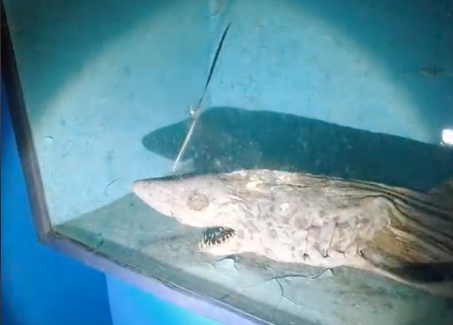 TikTokers find “zombie shark” in abandoned aquarium and it is terrifying