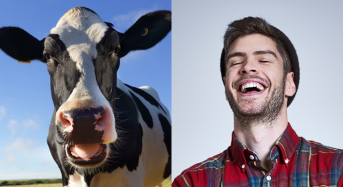 What do you call a cow with a twitch? Dad joke will crack you up