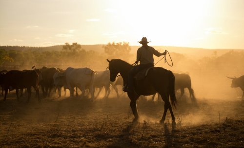 what-do-you-call-a-happy-cowboy-dad-joke-will-make-you-giggle-flipboard