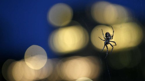 Spinnen in der Wohnung: Ein Trick vertreibt die Plagegeister