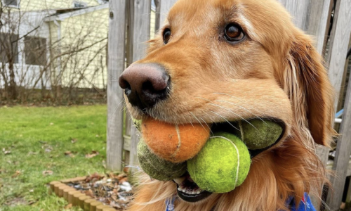 Pet of the week: This dog broke world record for most tennis balls in his mouth