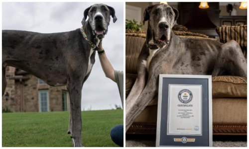 Pet of the week: Meet Zeus the Great Dane, the tallest dog in the world