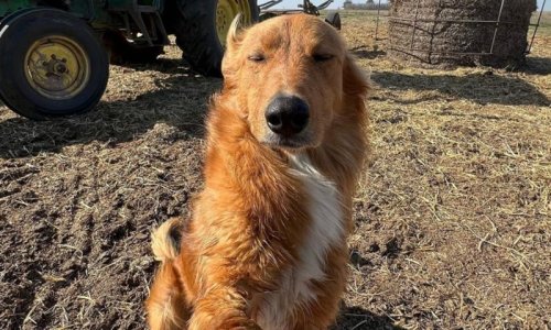 Pet of the week: This farm dog learned how to take selfies and has not stopped ever since