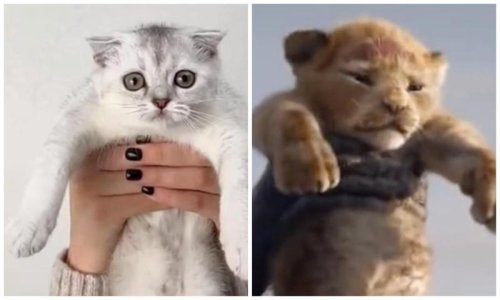 Pet of the week: Watch this adorable cat recreate iconic scene from The Lion King