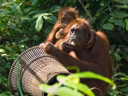 PHOTO: Orangutan Best Buddies – So Like Humans