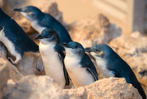 16 places to see penguins in Australia - Holidays with Kids