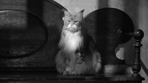 Cats Are Finally Having a Big Hollywood Meow-Ment
