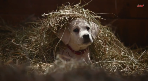 Super Bowl 2015: Best and Worst Commercials (Video)