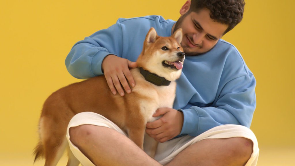 Pet Furniture Ideas - cover