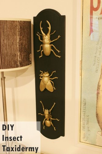 DIY Insect Taxidermy for a Happy and Creepy Halloween