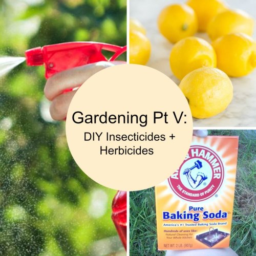 Gardening Pt V: DIY Insecticides + Herbicides