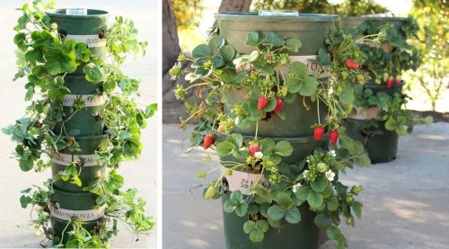 31 Creative Gardening Hacks And Crafts That Will Make Your Plants Extra Happy