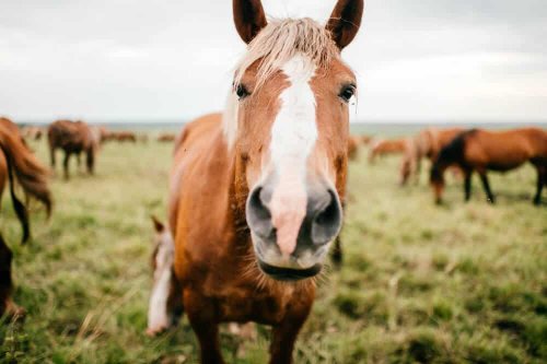 Amazing Horse Facts for Curious Minds! - Home In The Pastures