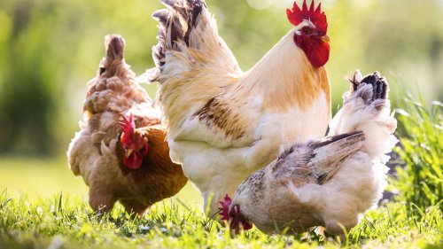 Raising Backyard Chickens - cover