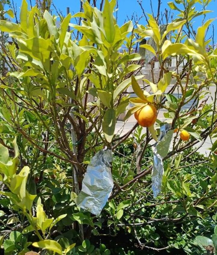 5 Genius Aluminum Foil Hacks Every Gardener Should Know