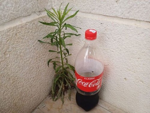 Coca Cola is the weed killer you didn't know you needed