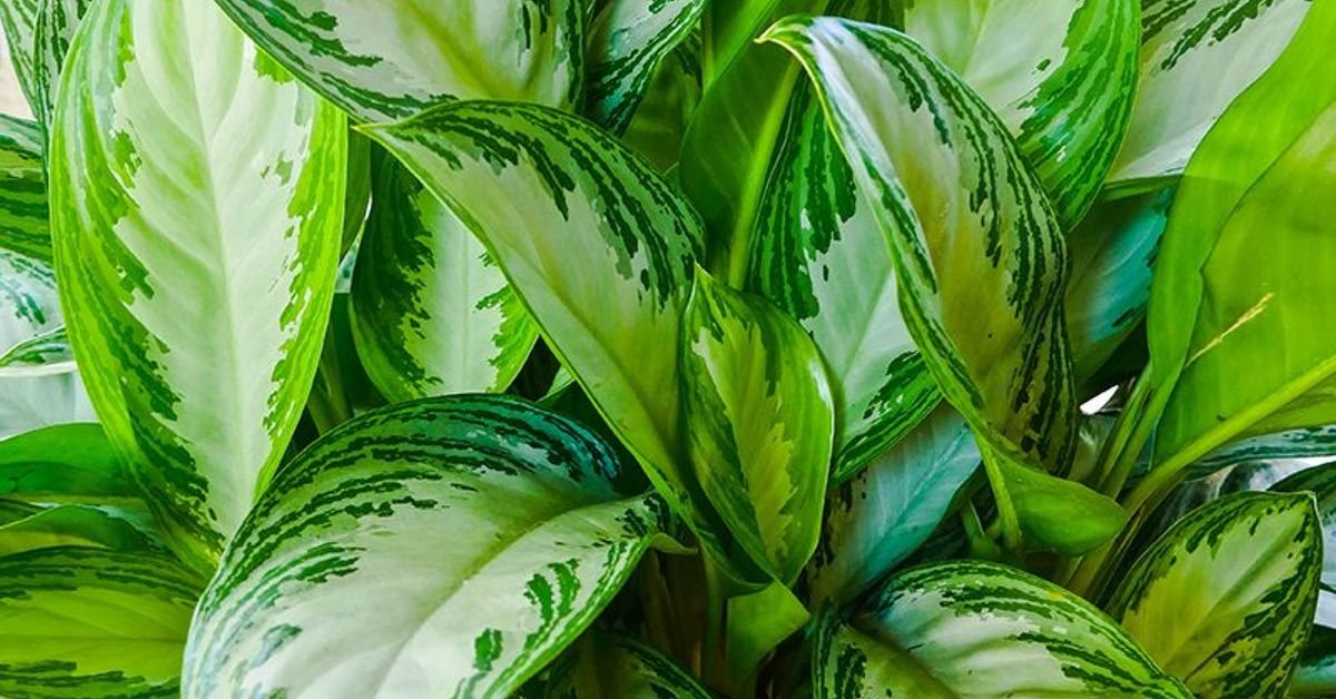 How to Feed My Houseplants Naturally With Worm Compost Compost DIY