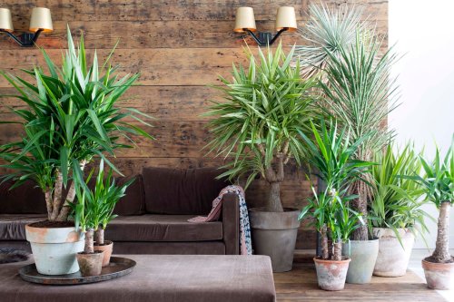9 plants that are perfect for the bedroom | homify