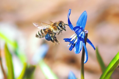Bees and blue: beautiful blue blossoms for happy honey bees