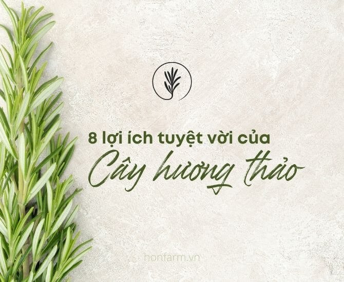 Tinh dầu Hương Thảo