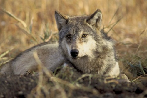 $10,000 Reward Offered in Oregon for Information on Illegal Slaying of Endangered Gray Wolf Near Sisters