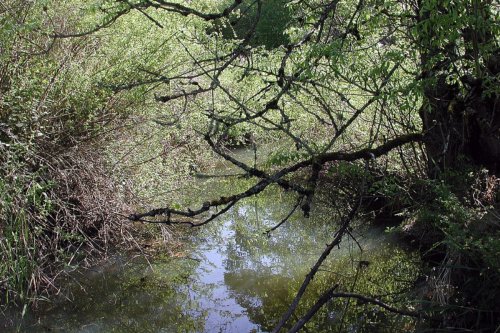 Portland Residents Advised to Avoid Bridlemile and Fanno Creeks After Sewage Spill