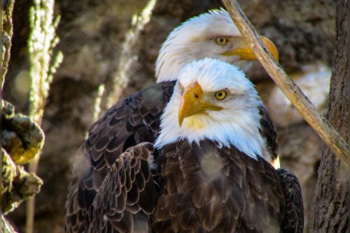 Bald Eagles Soar Above Urban Expansion in The Woodlands as Houston Marvels at Their Resurgence