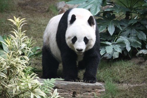 Washington D.C.'s New Pandas Delight in First Snow at National Zoo