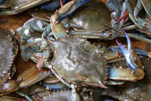 Chesapeake Bay Blue Crab Numbers Hit Second-Lowest Recorded, Sparking Conservation Calls in Maryland and Virginia