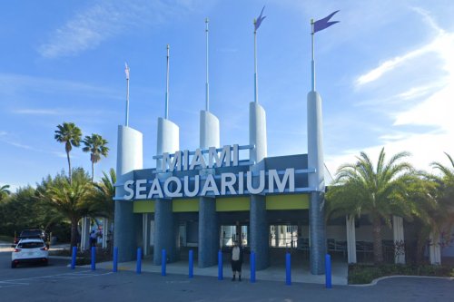 Miami Seaquarium's Troubles Deepen as Sea Lion Bud Dies Ahead of USDA Confiscation