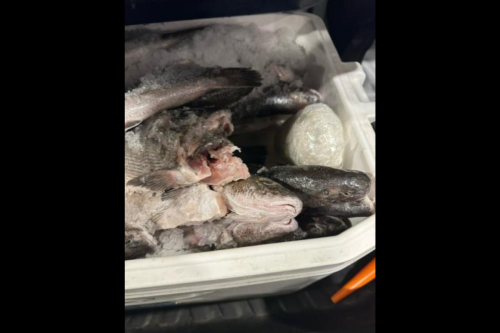 Calexico CBP Officers Intercept 47 Pounds of Meth Hidden Among Fish in Ice Chest