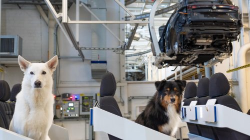 Vierbeinige Testimonials: Volkswagen erzählt für den neuen Tayron Wau-Wau-Geschichten - HORIZONT