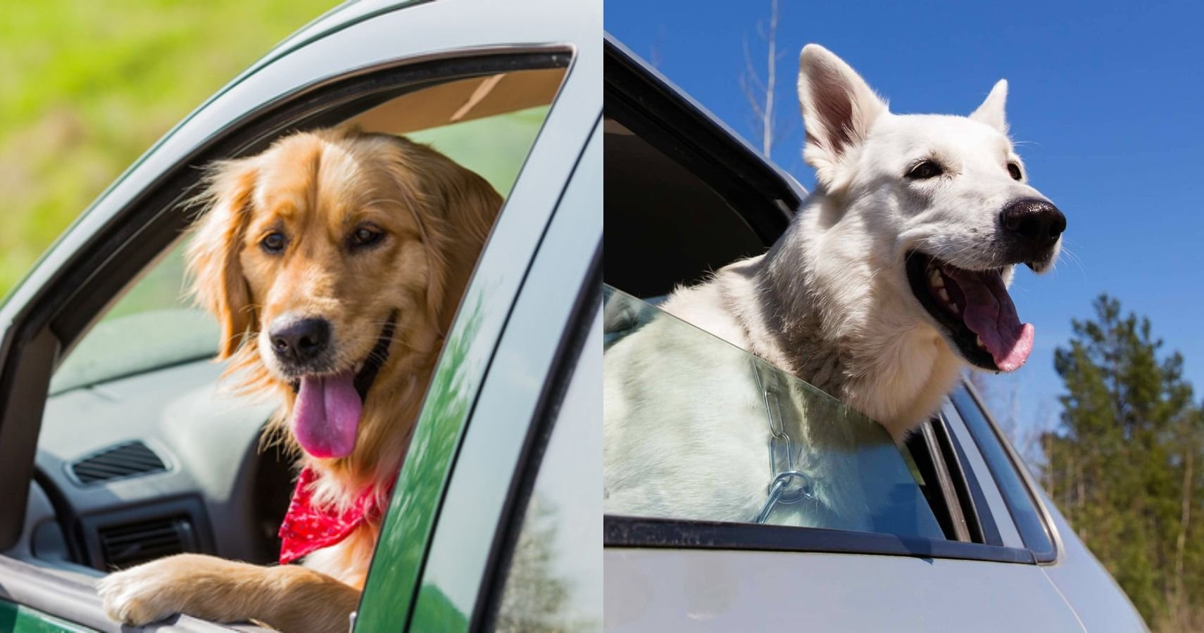 10 Cars That Are Perfect For Large Dog Owners