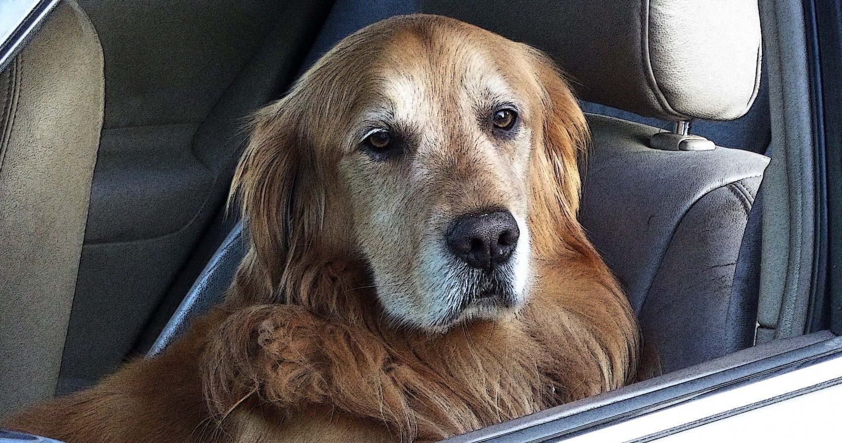 Forget Backup Cameras: World's Best Dog Helps Park A Car In Viral Video