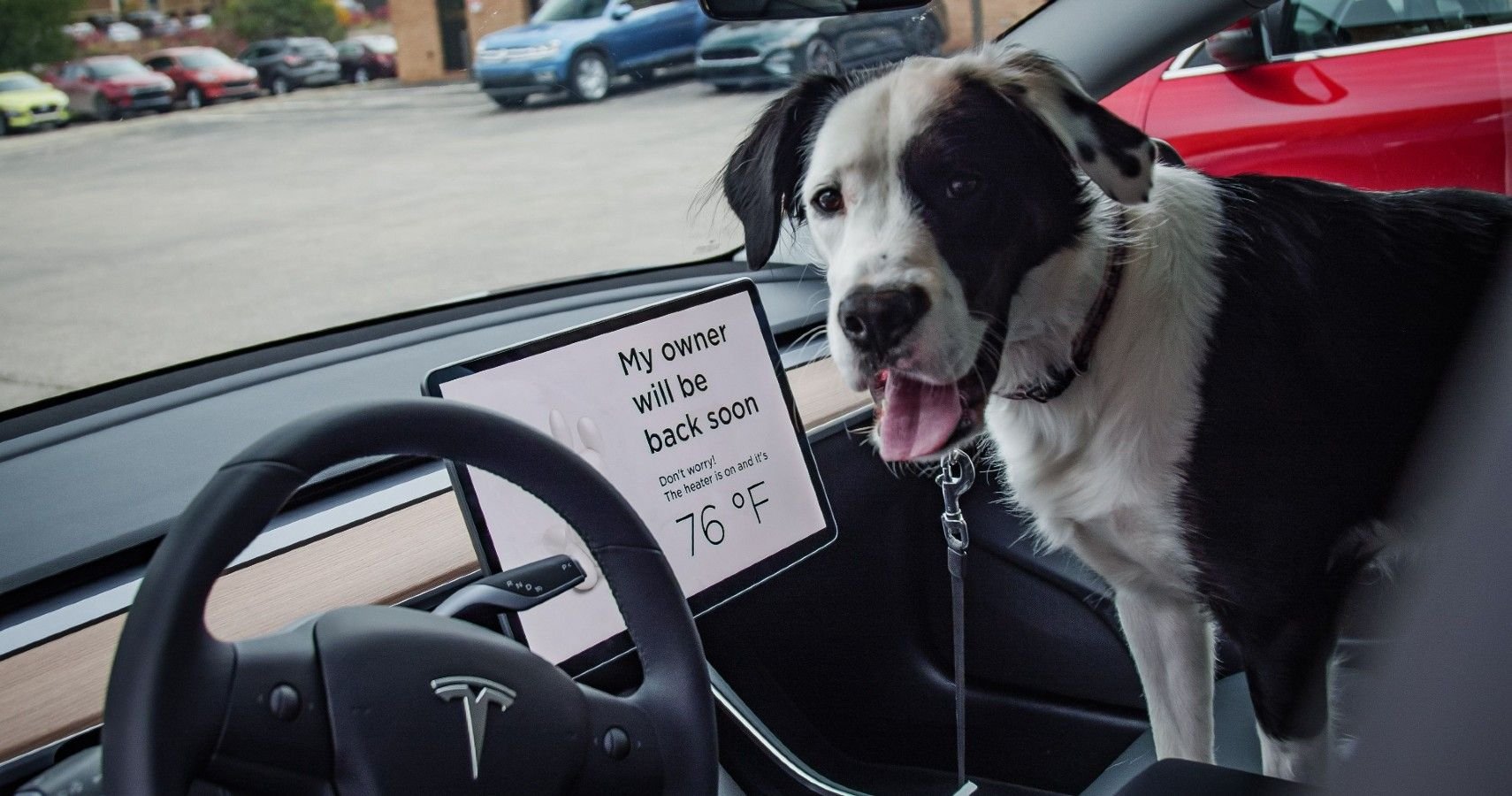 Here's How Reliable Tesla's Dog Mode Is