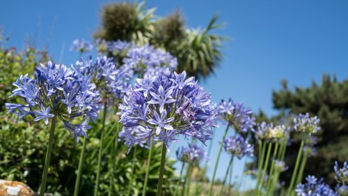 All about agapanthus and how to grow them
