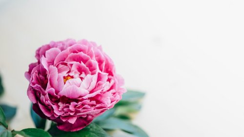 How to grow perfect peonies