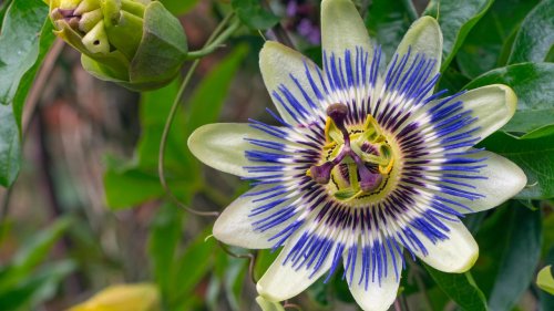 All about passion flowers and how to grow them