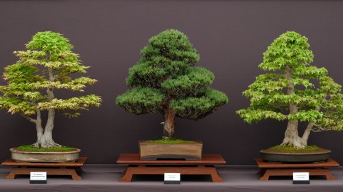 The mental health benefits of bonsai, and why you should take up the art